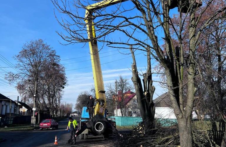 На території Малинської громади кронують дерева