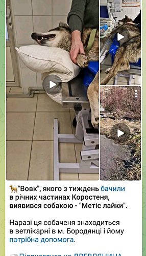 Собачці, якого в Коростені “прийняли” за вовка, потрібна допомога