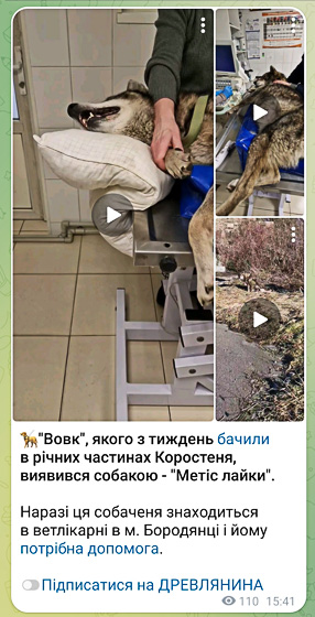 Собачці, якого в Коростені “прийняли” за вовка, потрібна допомога