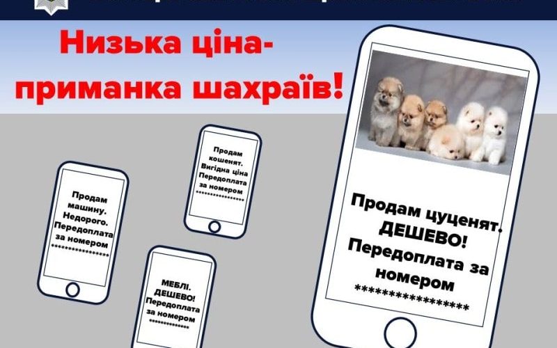 Продавав неіснуючих собак та автомобілі: коростенські поліцейські оголосили про підозру шахраю, який вже знаходиться за гратами