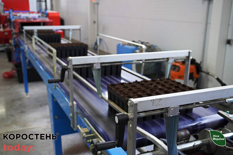 Овруцьке лісництво готове висадити понад 2 млн штук майбутніх сіянців сосни вже цієї осені