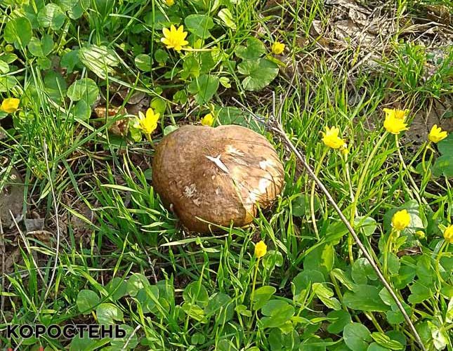 На Овруччині почали рости маслюки