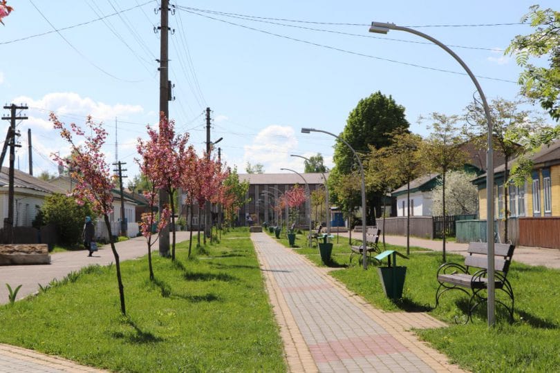 В Олевську розквітли сакури (ФОТОрепортаж)