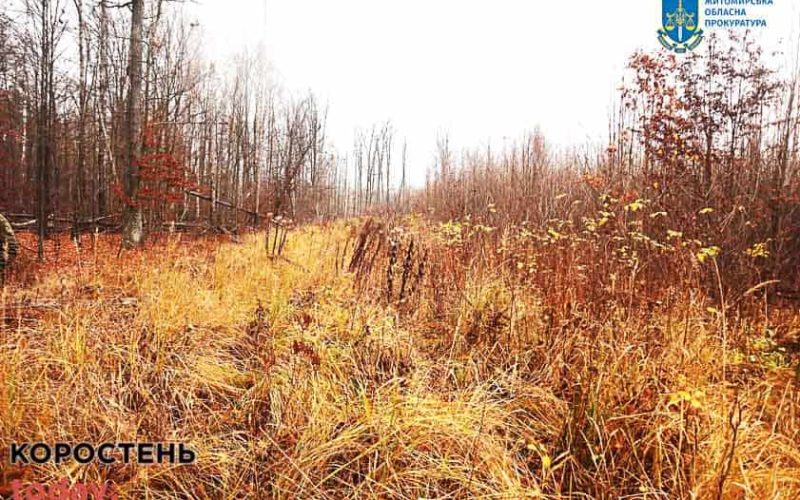 Колишнього головного лісничого з Лугинської громади підозрюють у незаконних порубках лісу