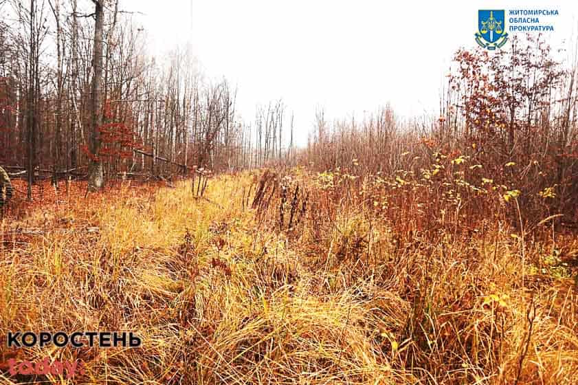 Колишнього головного лісничого з Лугинської громади підозрюють у незаконних порубках лісу