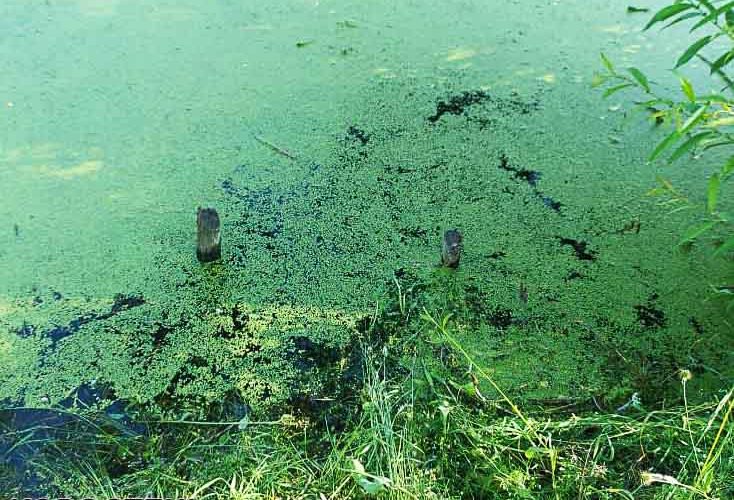 На Житомирщині жінка вбила знайомого, а тіло намагалась втопити у водоймі: допомагав 18-річний хлопець