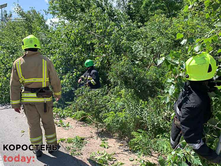У Коростені рятувальники прибирали з дороги повалене дерево