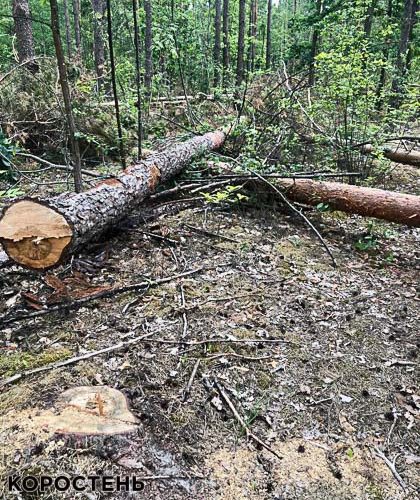 На території державного підприємства в Коростенському районі виявили незаконну рубку дерев: екологи нарахували майже 15 млн грн збитків