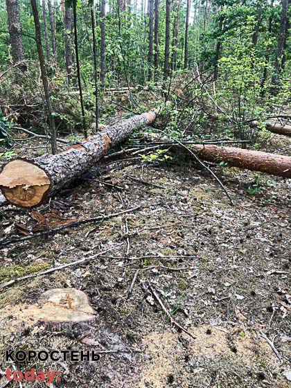 На території державного підприємства в Коростенському районі виявили незаконну рубку дерев: екологи нарахували майже 15 млн грн збитків