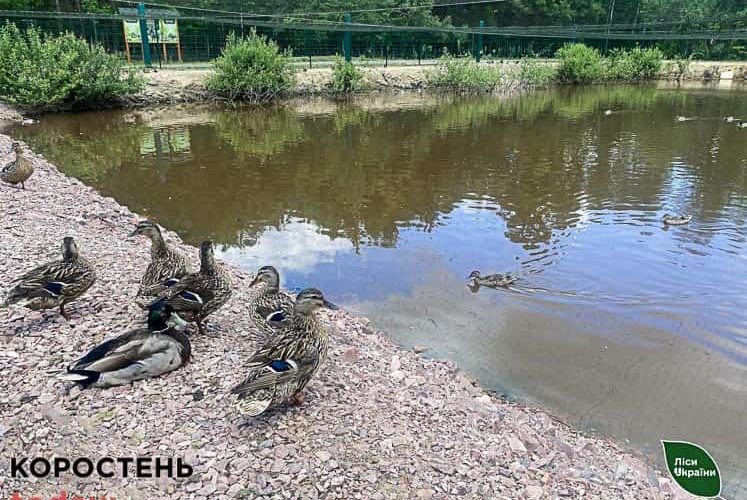 На території Лугинського лісництва живуть дикі качки