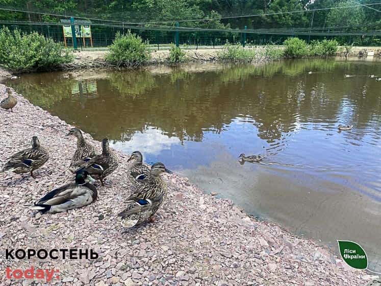 На території Лугинського лісництва живуть дикі качки