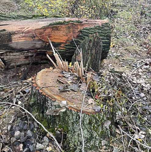 Уздовж дороги Малин – Кочерів невідомі вирубали понад 130 дерев