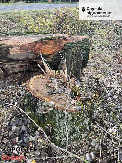Уздовж дороги Малин – Кочерів невідомі вирубали понад 130 дерев