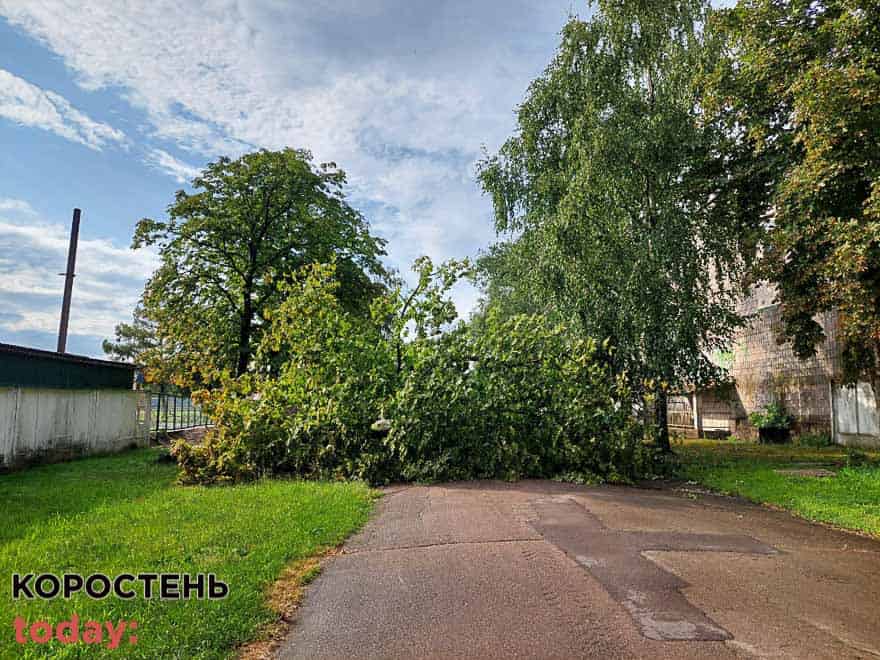 На стадіоні “Спартак” в Коростені на дорогу впало дерево (ФОТО)