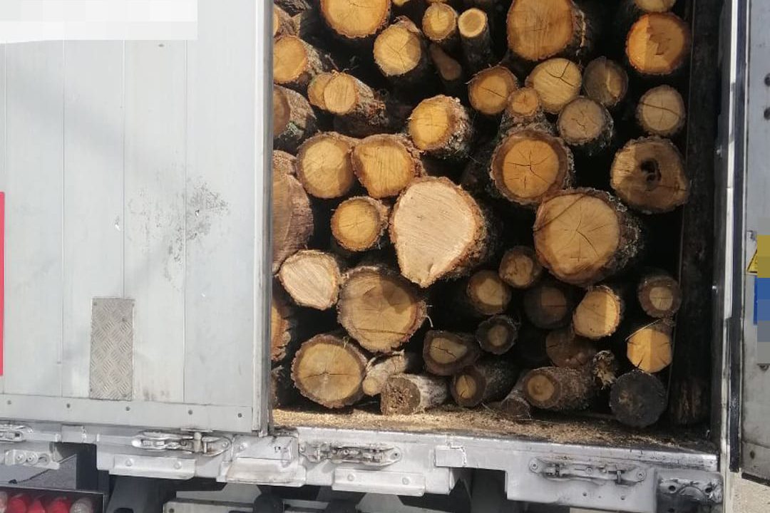 На Коростенщині патрульні зупиняли вантажівки з лісопродукцією: водії не мали необхідних документів на “товар”