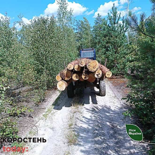 Лісівники спільно з прикордонниками викрили жителя Олевської громади, який без документів перевозив трактором соснові колоди