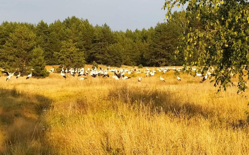 На території Олевщини помітили величезну зграю білих лелек