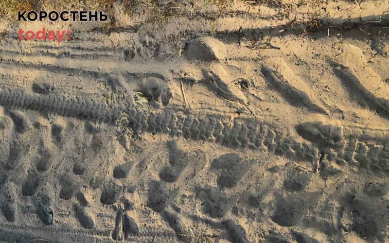 У заповіднику на Овруччинні помітили сліди золотистого шакала (ФОТО)