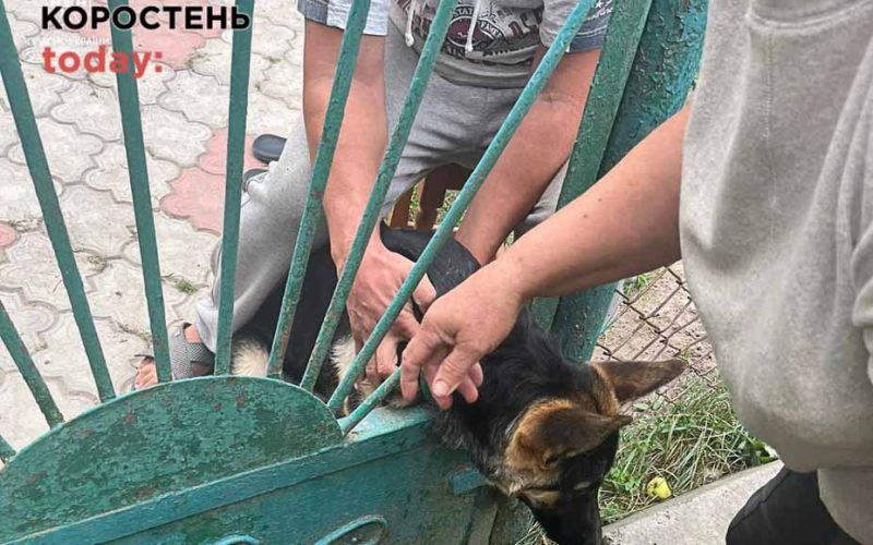 У Коростені рятувальники витягували з металевої огорожі пса