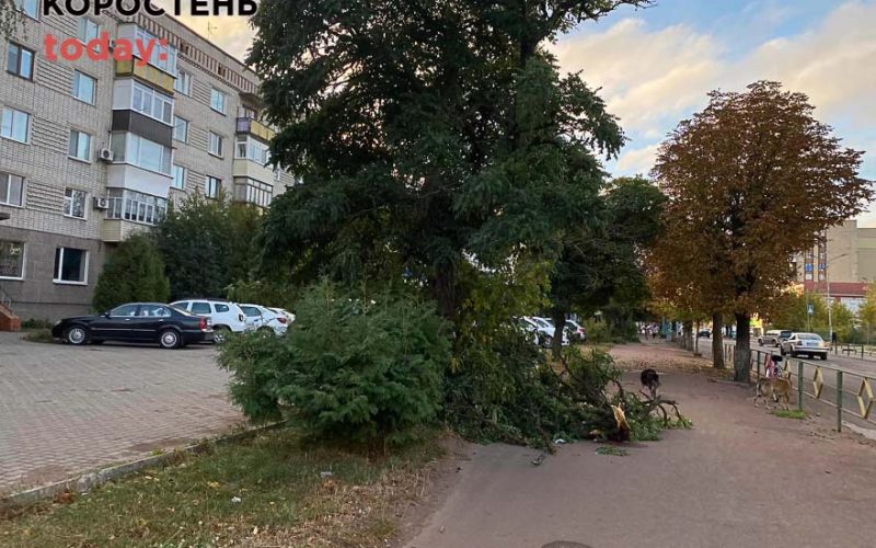 Шквальний вітер поламав у Коростені дерева