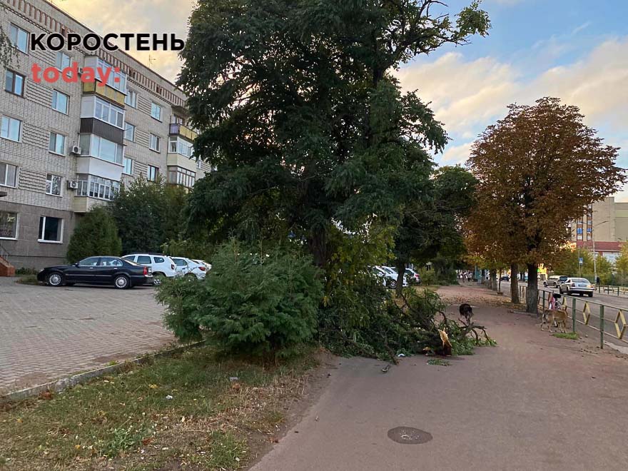 Шквальний вітер поламав у Коростені дерева