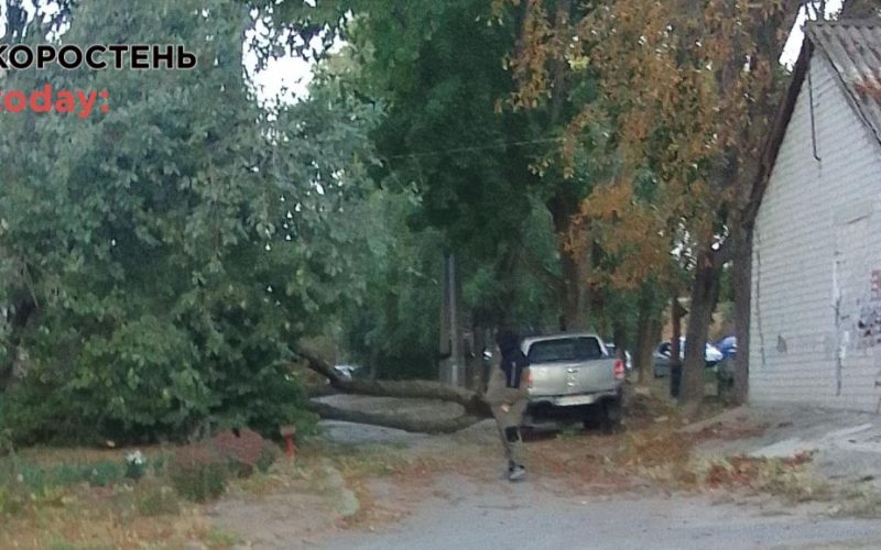 В районі броварського пляжу та на Шевченка в Коростені негода поламала дерева (ВІДЕО)