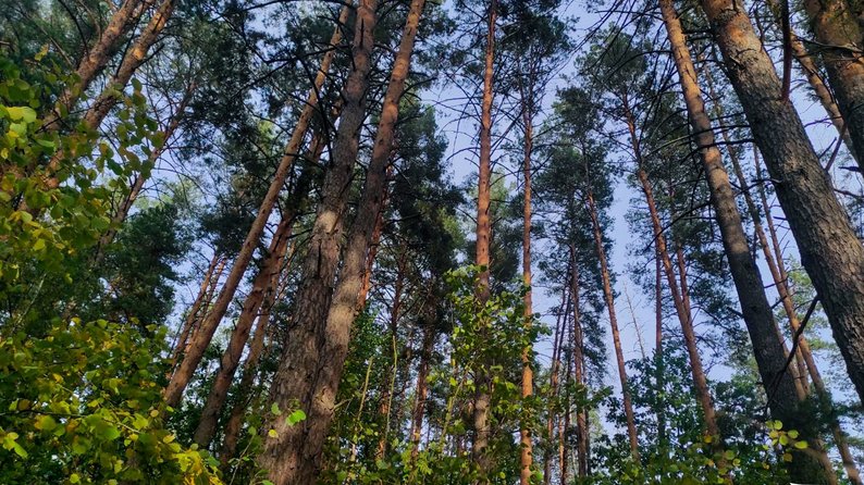 Під час дослідження лісових масивів Народицького господарства був виявлений справжній природний ліс