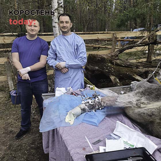 Ортопед-травматолог з Житомирщини врятував корову, яка отримала поранення під час боїв на Київщині