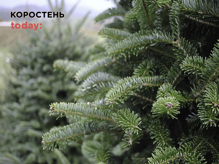 Де у Коростені працюють ялинкові базарчики