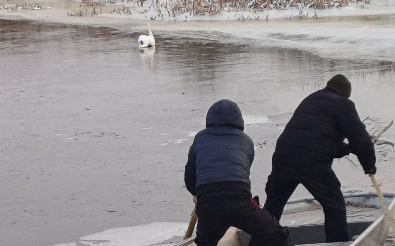 У річці на території Народдичини в браконьєрській сітці заплутався лебідь