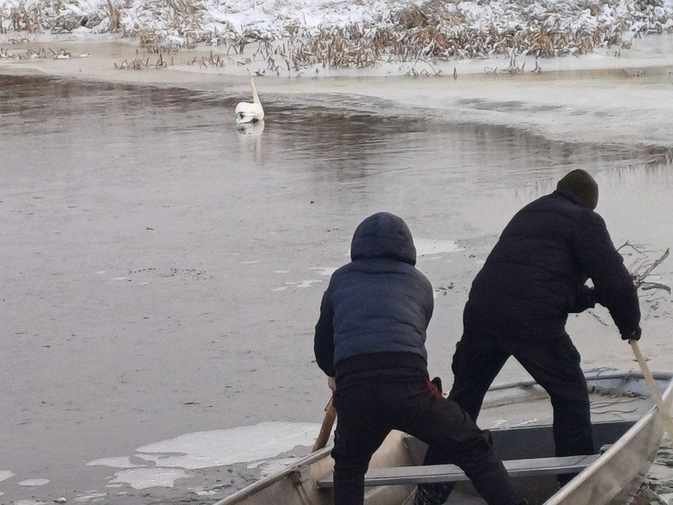 У річці на території Народдичини в браконьєрській сітці заплутався лебідь