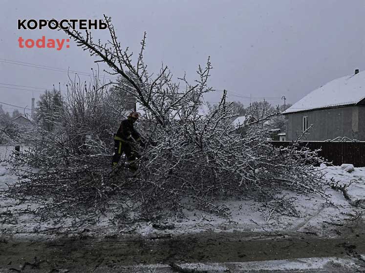В Олевську рятувальники прибирали з дороги повалене дерево