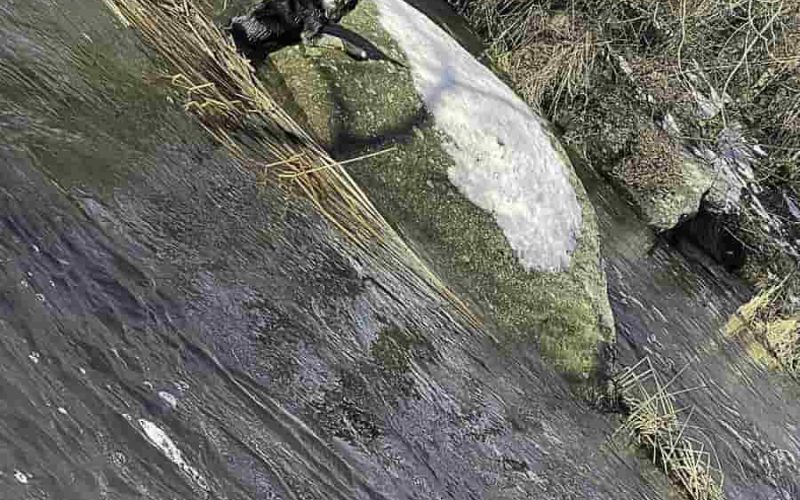 З річки Уж в Коростені водолази-рятувальники витягнули собаку