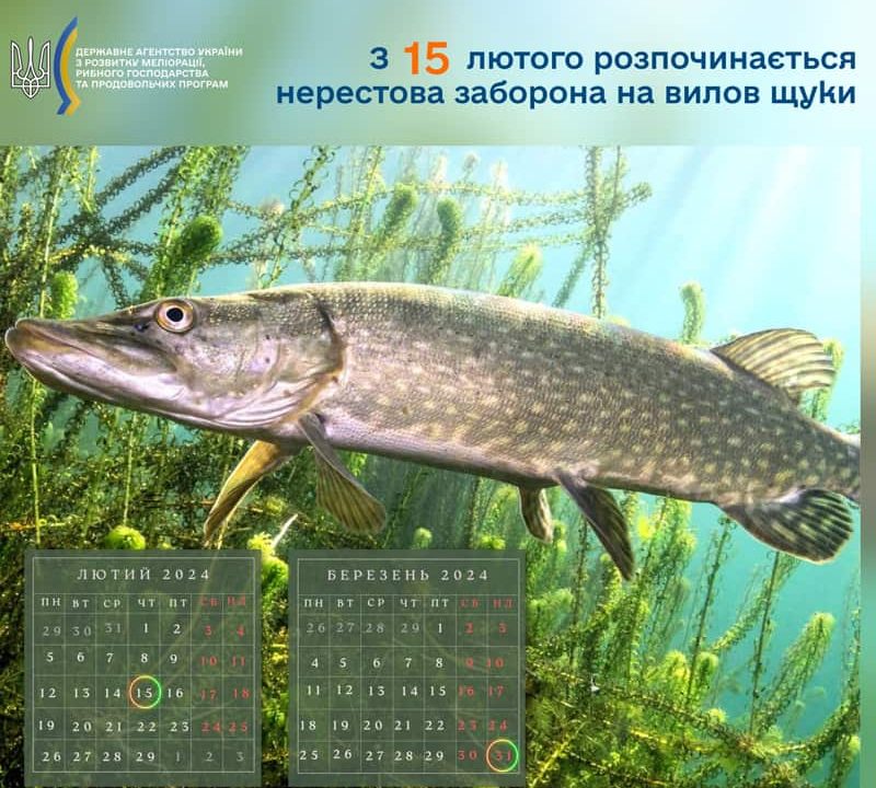 З 15 лютого розпочинається нерестова заборона на вилов щуки