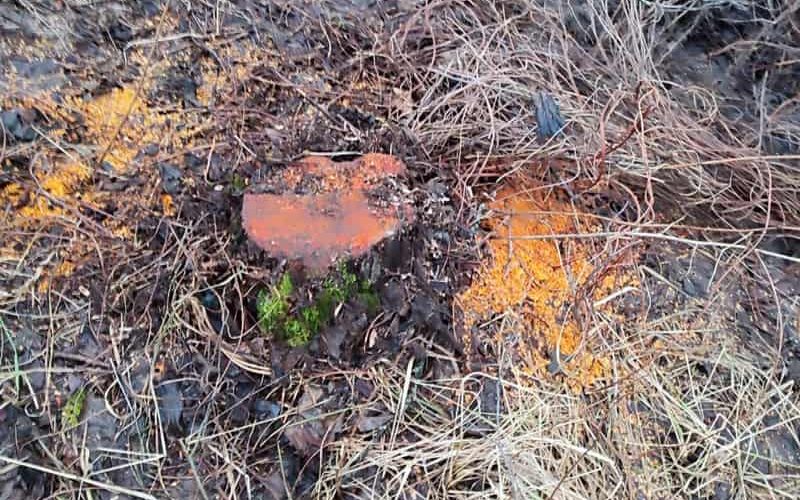 На одній з лісових доріг Коростенщини прикордонники зупинили трактор з вільхою та знайшли місце незаконної порубки дерев