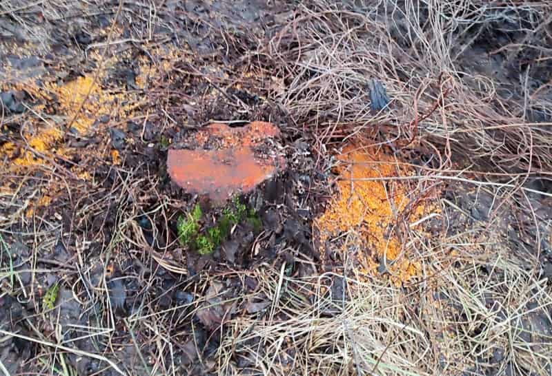 На одній з лісових доріг Коростенщини прикордонники зупинили трактор з вільхою та знайшли місце незаконної порубки дерев