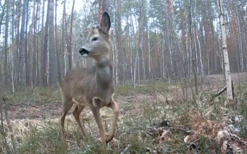 На території Народдичини у природному заповіднику у фотопастку “потрапила” сарна