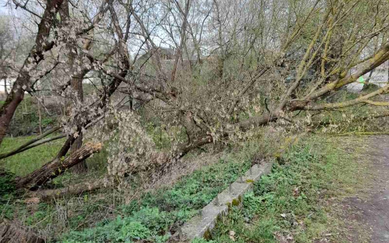 Негода на Малинщині: повалені дерева та знеструмлення