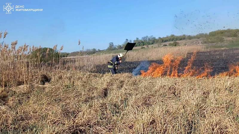 Цьогоріч на Житомирщині сталися майже 300 пожеж в екосистемах