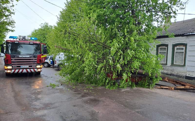 В одному з дворів Коростеня осика впала на автівку