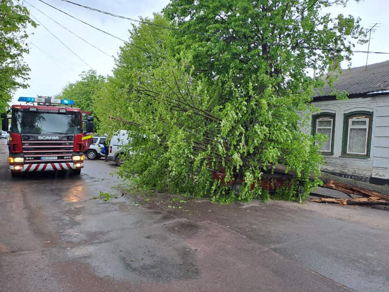 В одному з дворів Коростеня осика впала на автівку