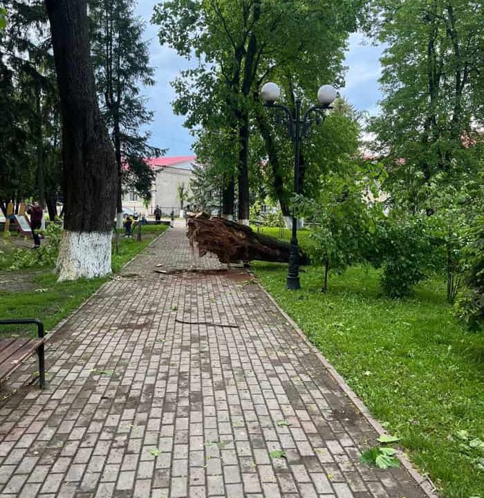 В Овруцькому парку шквальний вітер поламав дерева (ФОТО)