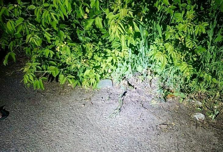У селищі на Овруччині 23-річний мопедист збив пішохода: потерпілого госпіталізували
