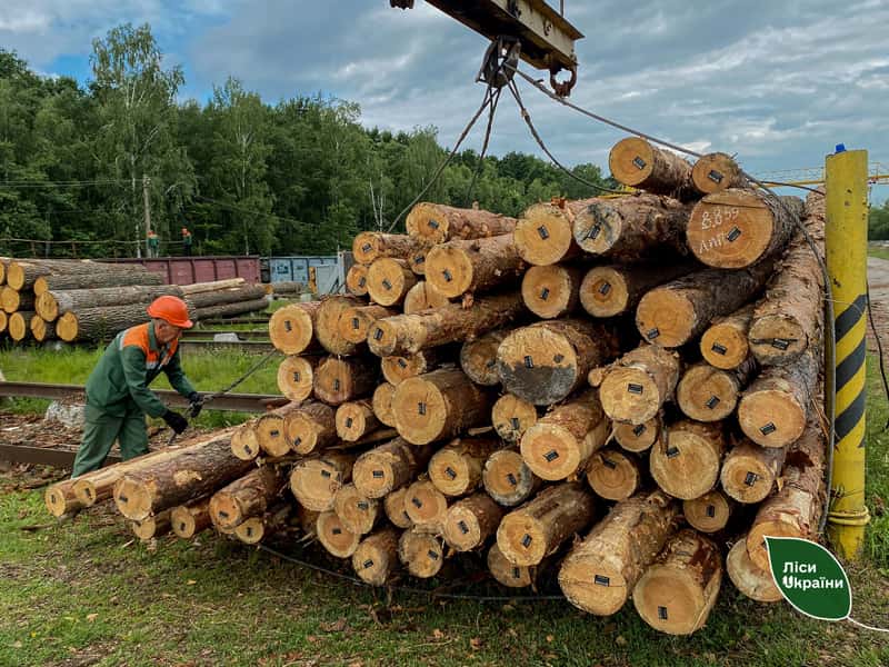 На будівництво захисних споруд: лісівники Житомирщини заготовляють деревину для військових