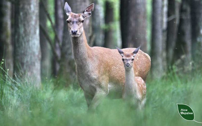 В одному з лісництв Олевщини у вольєрі народилось 8 оленят