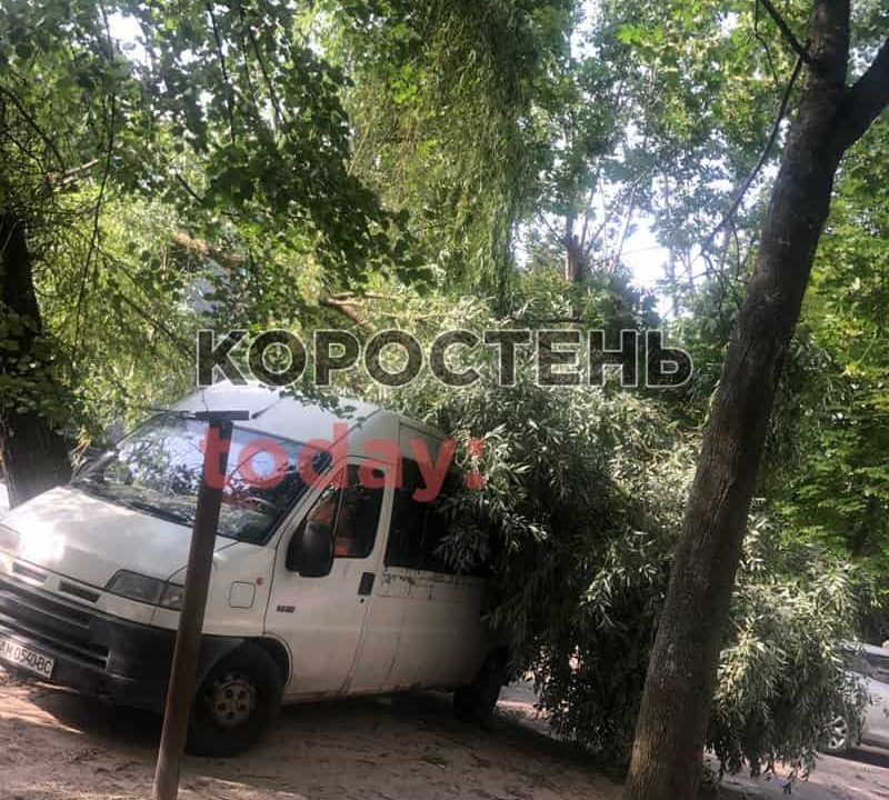 На Шевченка в Коростені знову попадали дерева