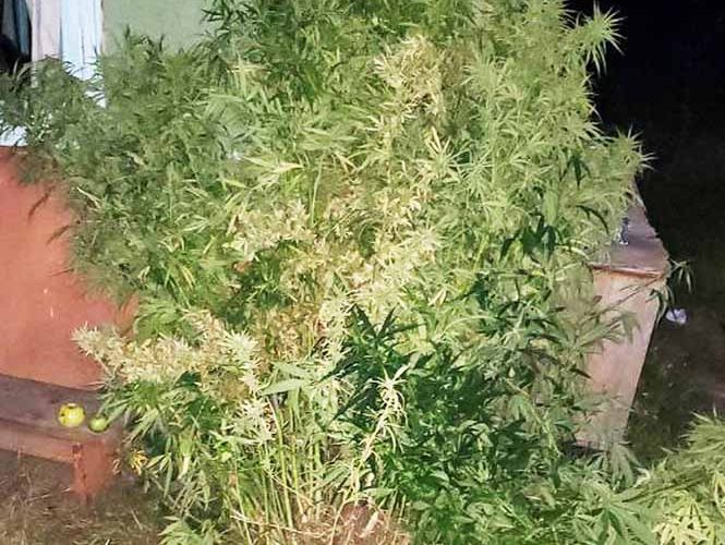 У жителя Коростеня правоохоронці вилучили кущі з коноплею