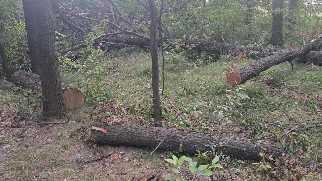 Між селами Малинської та Черняхівської громад невідомі нарубали дерев майже на 2 млн грн