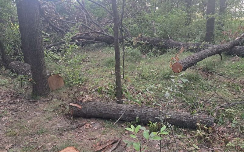 Між селами Малинської та Черняхівської громад невідомі нарубали дерев майже на 2 млн грн