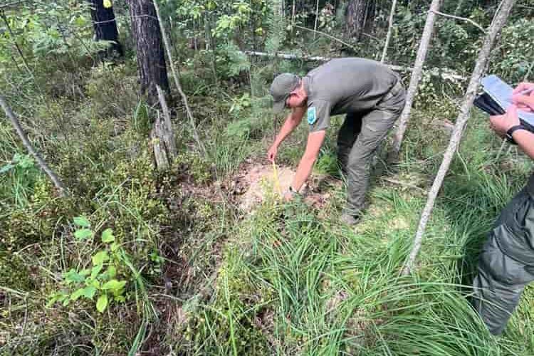 На Олевщині невідомі вирубали 4 сосни, 2 із яких росли на території заказника